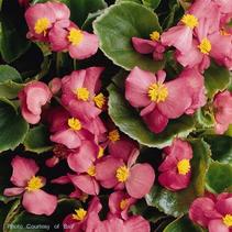 Begonia x semperflorens-cultorum 'Prelude Rose' Begonia x semperflorens-cultorum 'Prelude Rose'