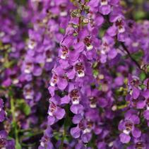 Angelonia angustifolia 'Serena Purple' Angelonia angustifolia 'Serena Purple'