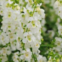 Angelonia angustifolia 'Serena White' Angelonia angustifolia 'Serena White'