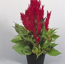 Celosia plumrosa 'Fresh Look Red' Celosia plumrosa 'Fresh Look Red'