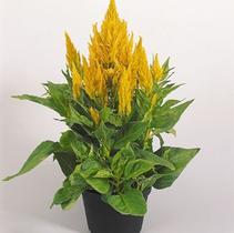 Celosia plumrosa 'Fresh Look Yellow' Celosia plumrosa 'Fresh Look Yellow'