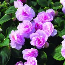 Double Impatients 'Silhouette Light Pink' 'Silhouette Light Pink' Double Impatients 'Silhouette Light Pink' 'Silhouette Light Pink'