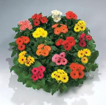 Gerbera Jamesonii 'Royal Mix' Gerbera Jamesonii 'Royal Mix'