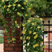 Thunbergia Alata 'Sunny Lemon Star' Thunbergia Alata 'Sunny Lemon Star'