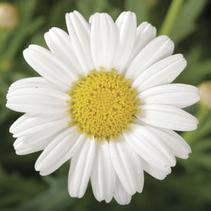 Argyranthemum frutescens 'Sassy Compact White' Argyranthemum frutescens 'Sassy Compact White'