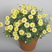 Argyranthemum frutescens 'Sassy Compact Yellow' Argyranthemum frutescens 'Sassy Compact Yellow'