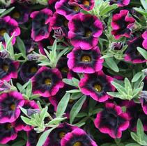Calibrachoa hybrid 'Superbells Blackberry Punch' Calibrachoa hybrid 'Superbells Blackberry Punch'