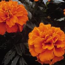 Marigold tagetes patula 'Janie Deep Orange' Marigold tagetes patula 'Janie Deep Orange'