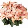 Poinsettia Euphorbia Pulcherrima 'Cinnamon Star'