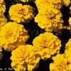 Marigold 'Janie Bright Yellow'
