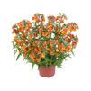 Nemesia 'Angelart Orange'