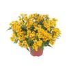 Nemesia 'Angelart Pear'