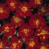 Marigold 'Safari Red'