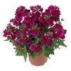Nemesia 'Angelart Raspberry'