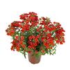 Nemesia 'Angelart Strawberry'