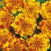 Marigold 'Bonanza Bolero'