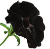 Petunia 'Black Velvet'