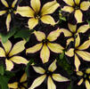 Petunia 'Phantom'