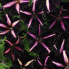 Petunia 'Pinstripe'