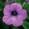 Petunia 'Sanguna Lavender Vein'
