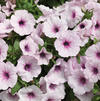 Petunia 'Sanguna Pink Vein'