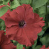 Petunia 'Sanguna Red'