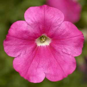 Petunia 'Sanguna Rose'