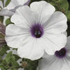 Petunia 'Sanguna White w/ Blue Vein'