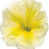 Petunia 'Supertunia Citrus'
