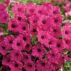 Petunia 'Supertunia Sangria Charm'