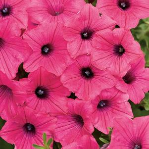Petunia 'Supertunia Vista Fuschia'