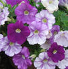 Petunia 'Whispers Amethyst'