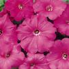 Petunia 'Madness Pink'