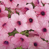 Petunia 'Whispers Lavender Eye'