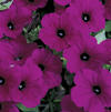 Petunia 'Whispers Purple'