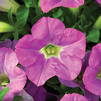 Petunia 'Picnic Amethyst'