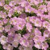 Petunia 'Picnic Light Pink'