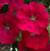 Petunia 'Picnic Red'