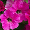 Petunia 'Picnic Rose'