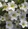 Petunia 'Picnic White'