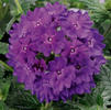 Verbena 'Lanai Blue Denim'