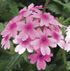 Verbena 'Lanai Bright Eye'