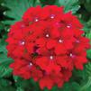 Verbena 'Lanai Dark Red'