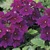 Verbena 'Lanai Royal Purple'