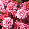 Verbena 'Lanai Strawberry & Cream'