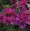 Verbena 'Lanai Upright Bright Rose'