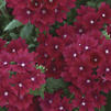 Verbena 'Lanai Upright Magenta'