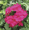 Verbena 'Magalena Magenta'