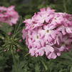 Verbena 'Magalena Pink Swirl'