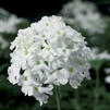 Verbena 'Magalena White Imp'